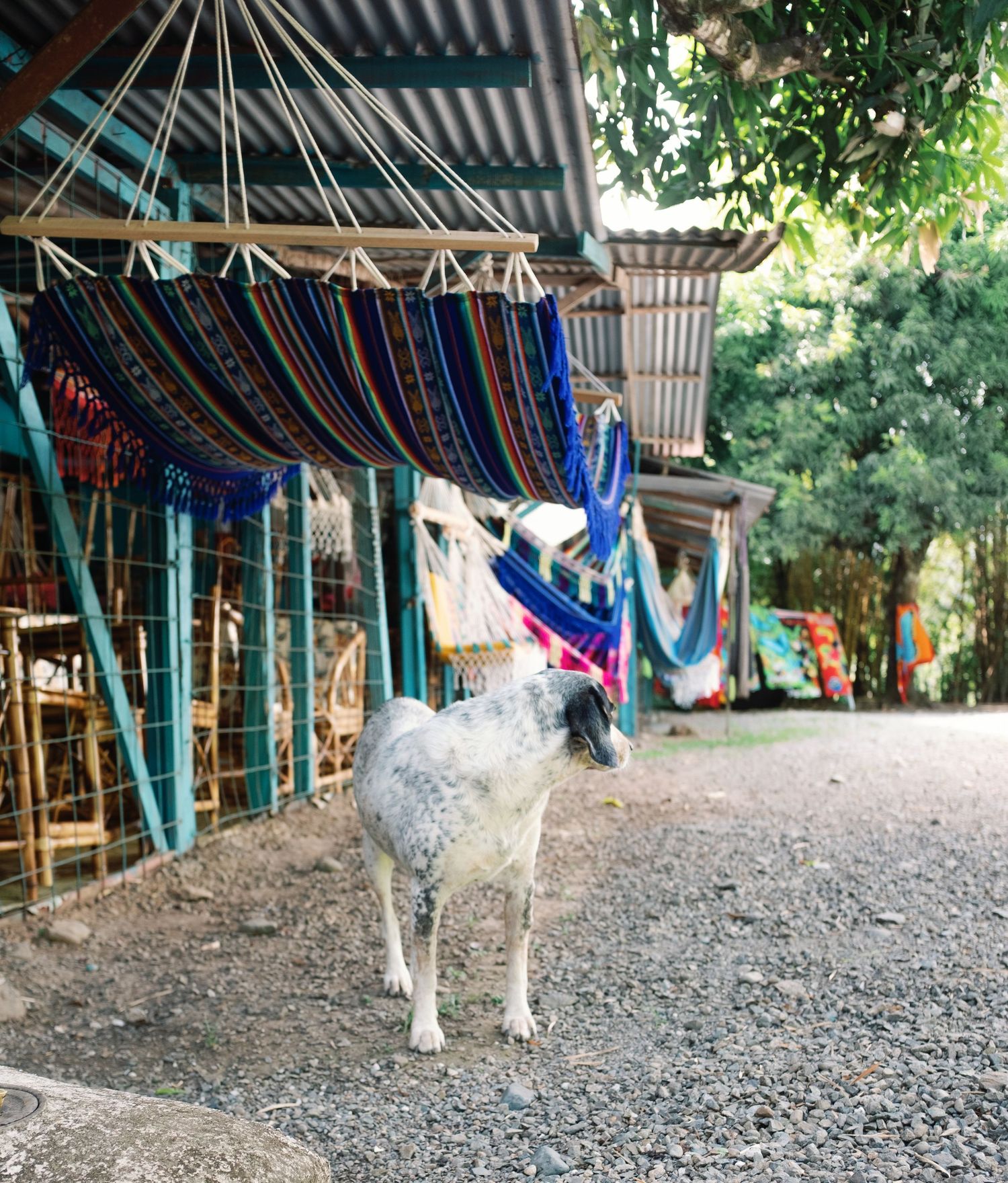 A goat stands on gravel beside colorful hammocks hanging at an outdoor market surrounded by lush trees.