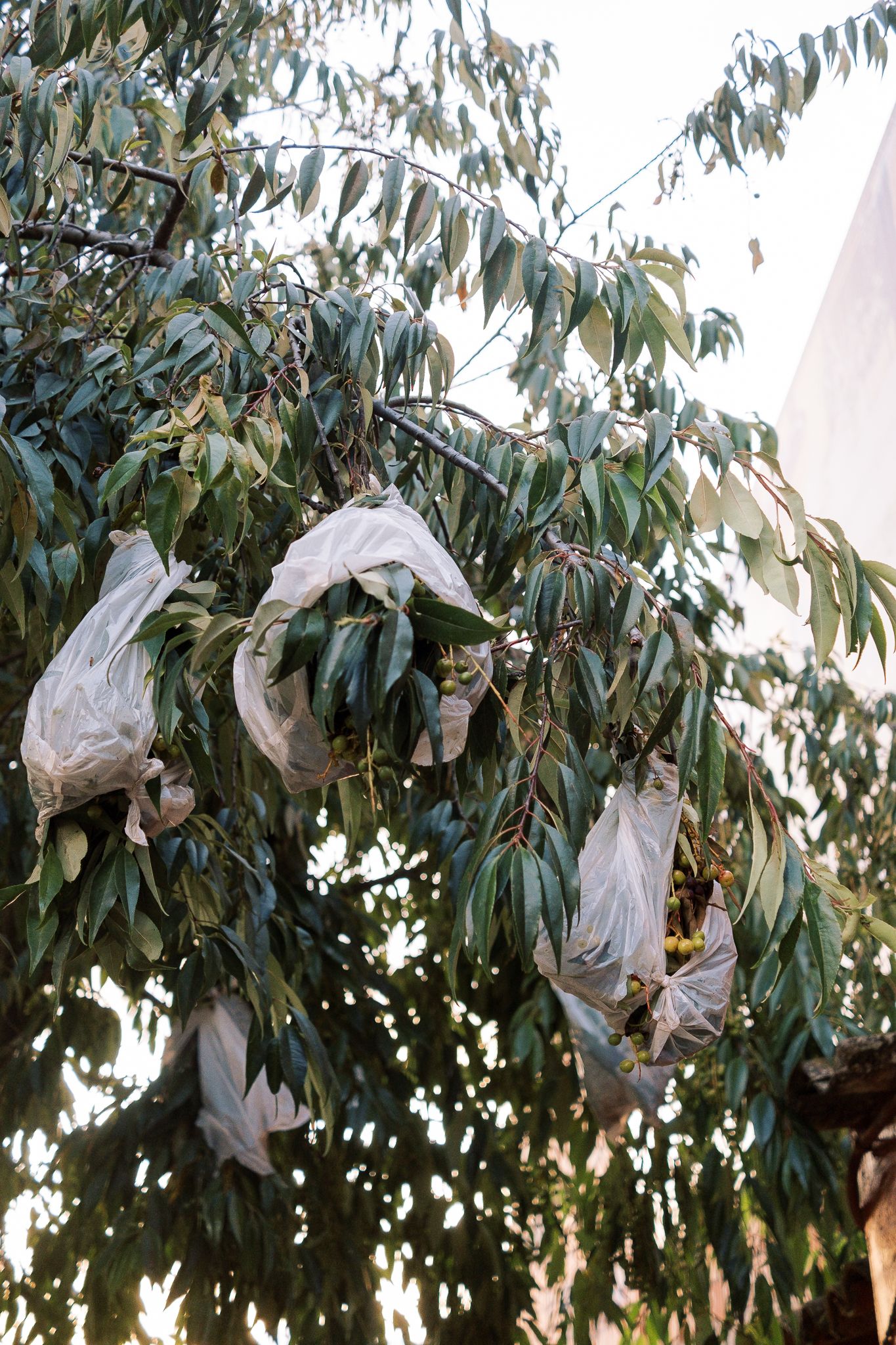 Fruit tree branches with white plastic bags protecting ripening fruits, a common agricultural practice to prevent pest damage.