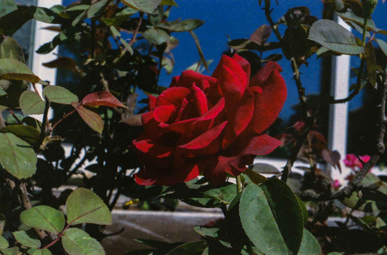 A vibrant red rose bloom with dark green leaves against a bright blue sky background.