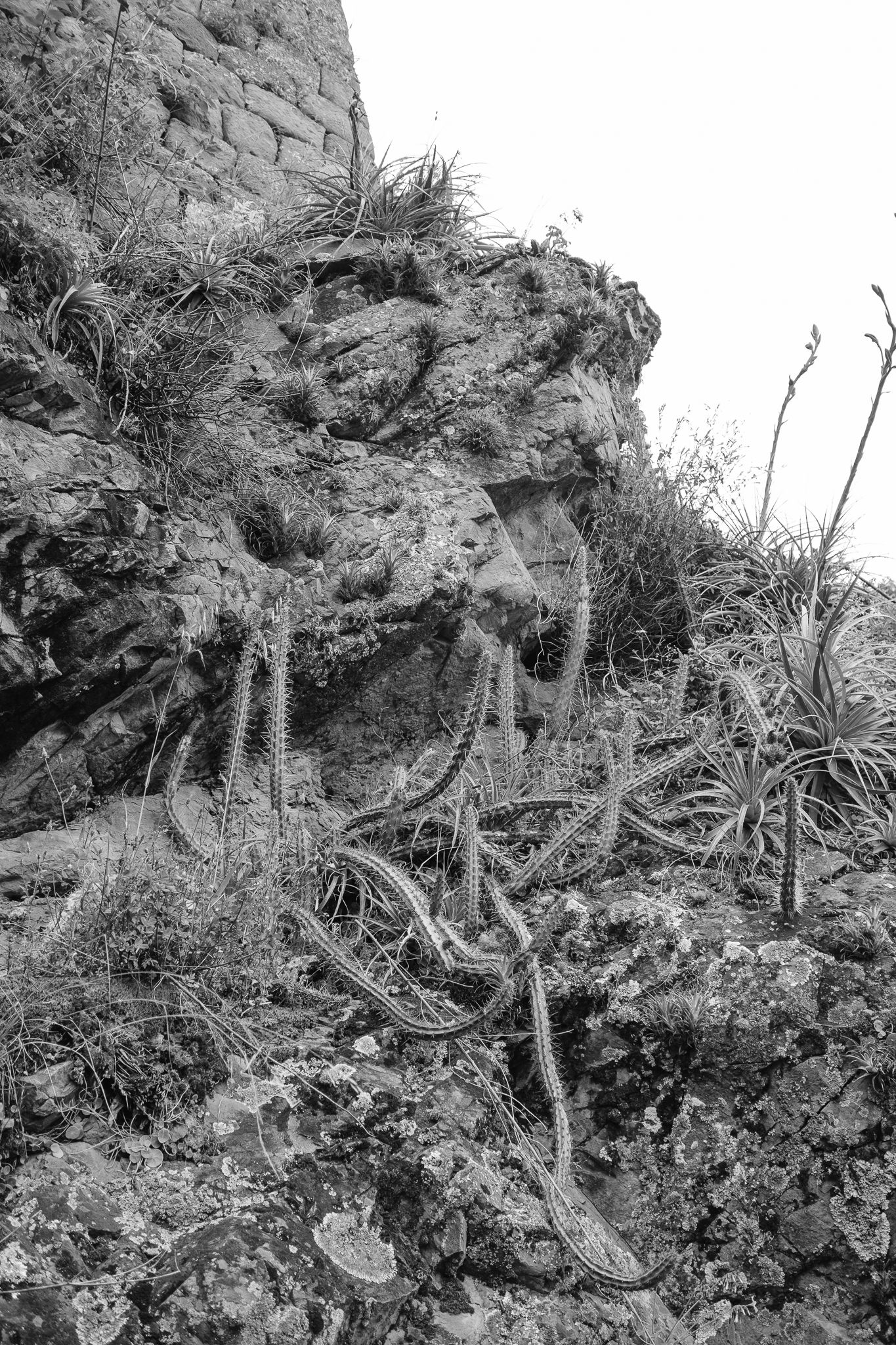 Black and white photo of cacti and sparse vegetation growing on a rocky cliff face.