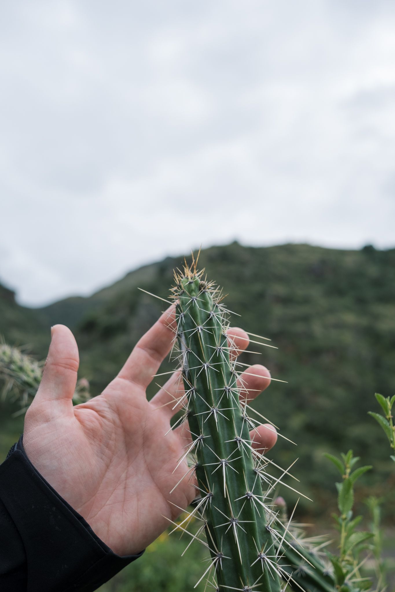 A hand reaches out to touch a tall cactus with sharp spines growing on a hillside under cloudy skies.