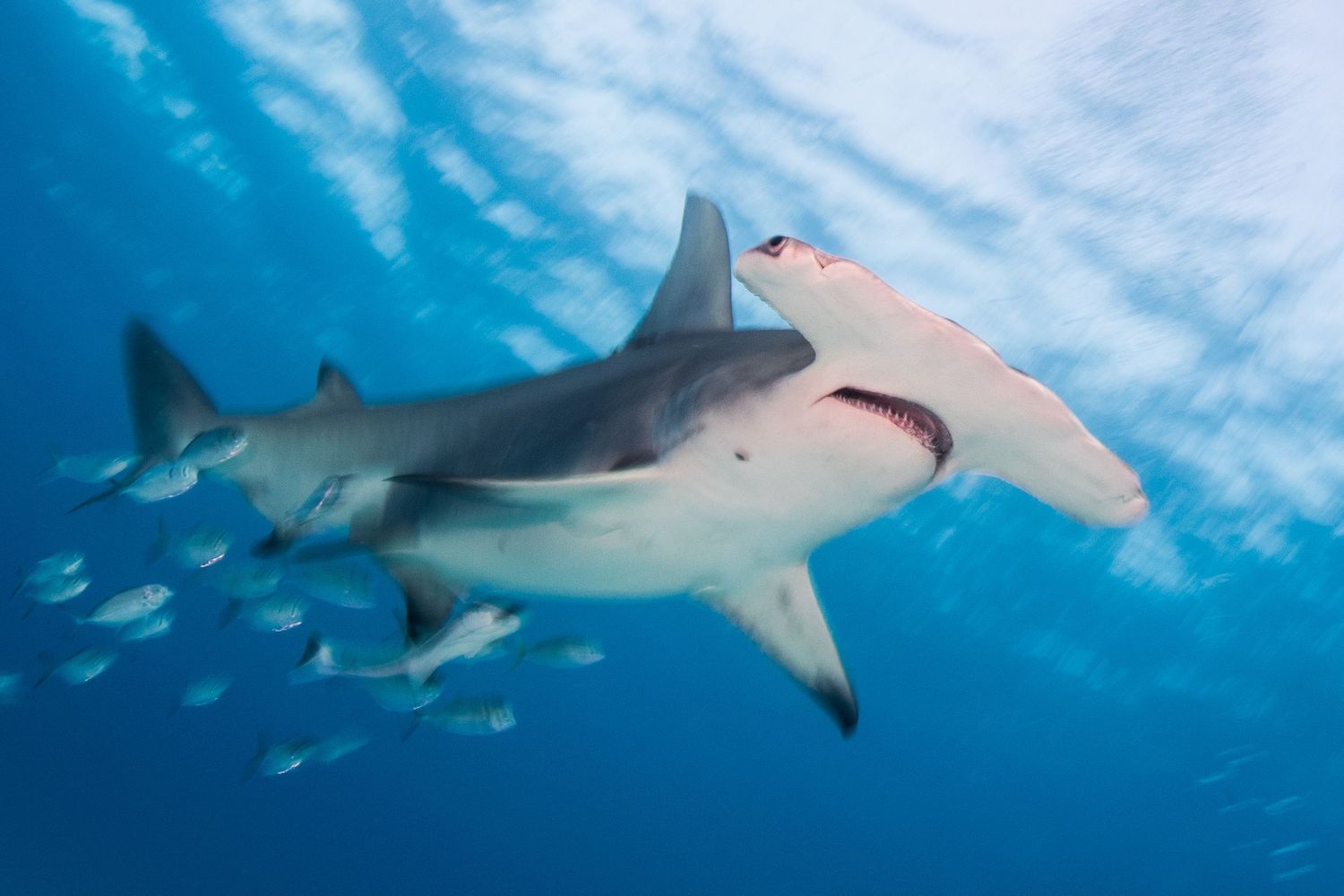 Susannah gives presentations on a variety of photography topics, including her underwater fine art photography.