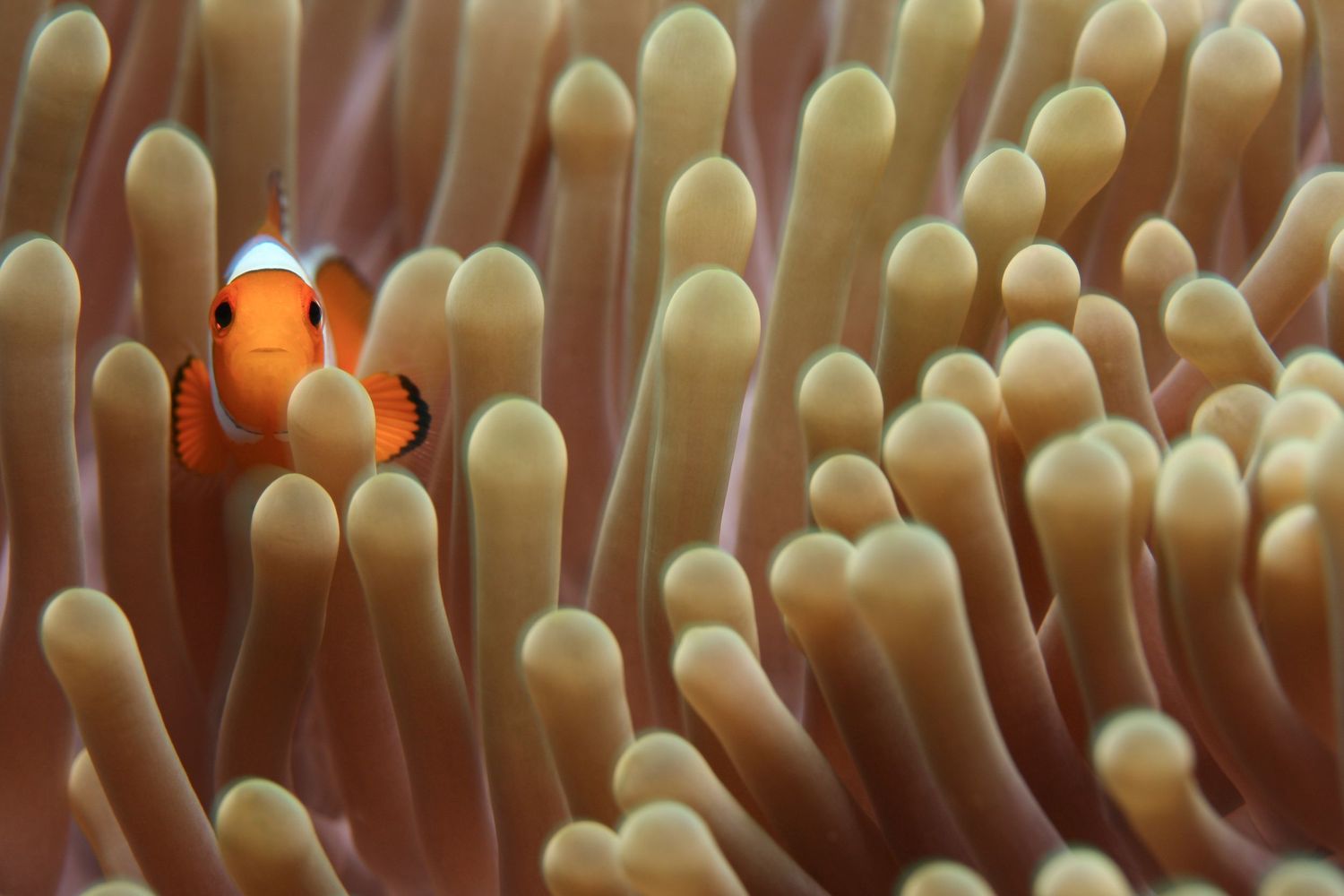 Susannah gives presentations on a variety of photography topics, including her underwater fine art photography.