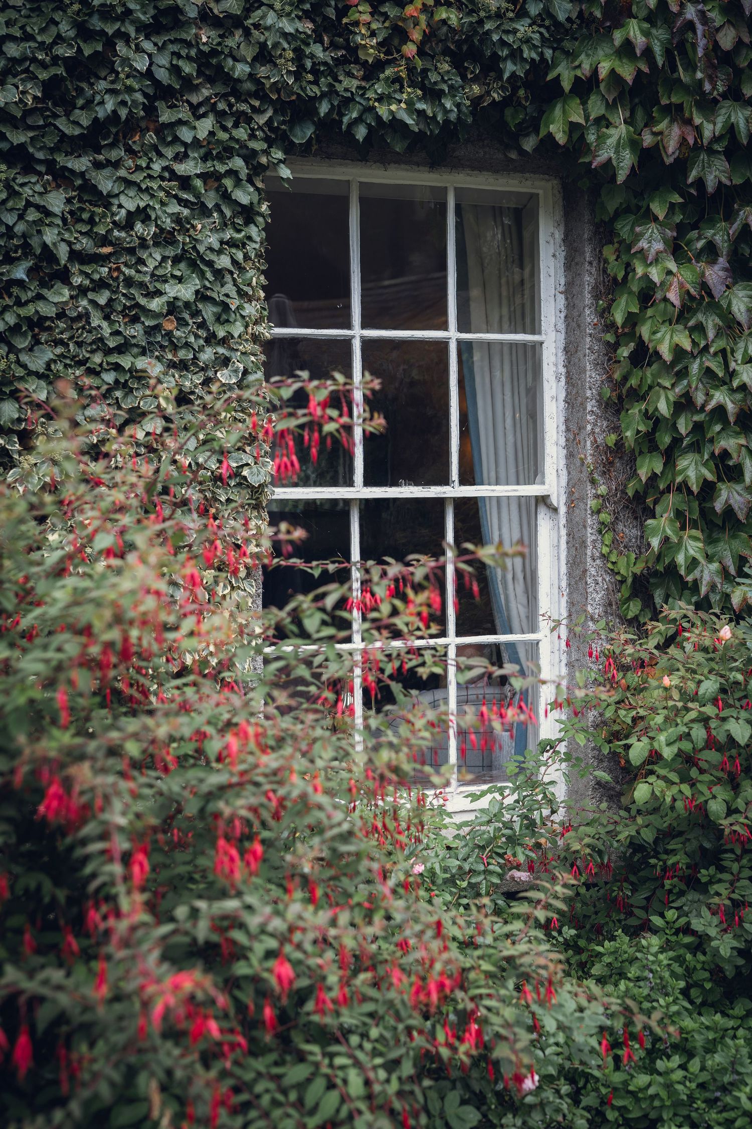 White-framed window surrounded by lush green ivy and vibrant red fuchsia flowers on a cottage wall.