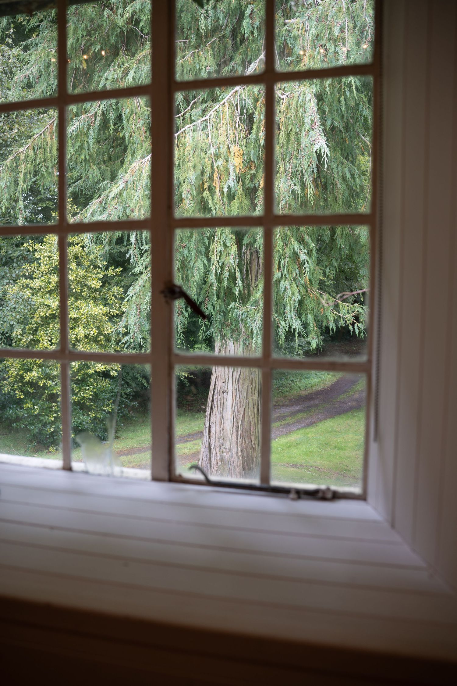 View through a white multi-pane window overlooking a lush green garden with a tall conifer tree.