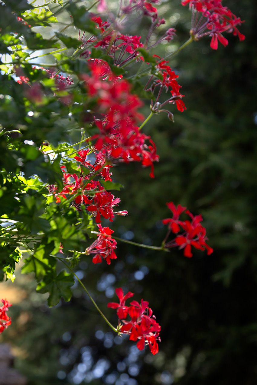 Vibrant red geranium flowers cascade against lush green foliage in dappled sunlight.