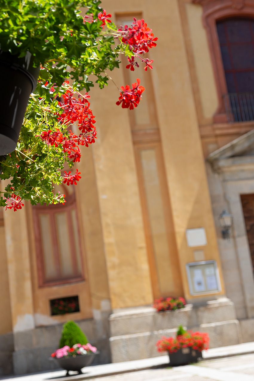 Red geraniums in a hanging pot adorn a sunny European street with a classic building facade in the background.