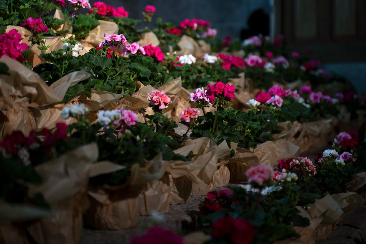 Rows of vibrant pink and white potted geraniums wrapped in brown paper at La Granja en Flor spring event.
