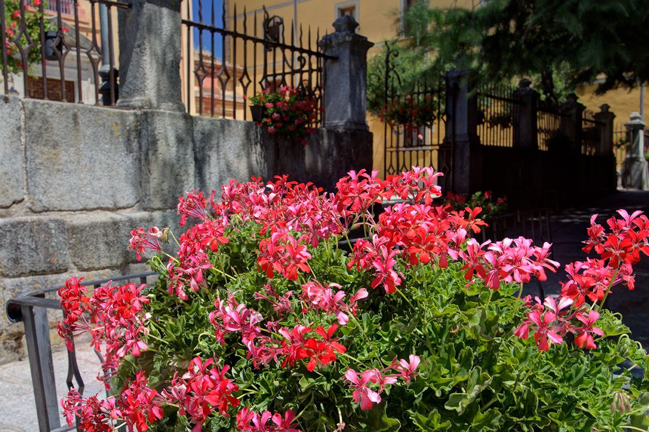 Vibrant red and pink geraniums blooming in a sunlit garden near a stone wall and ornate iron gate.