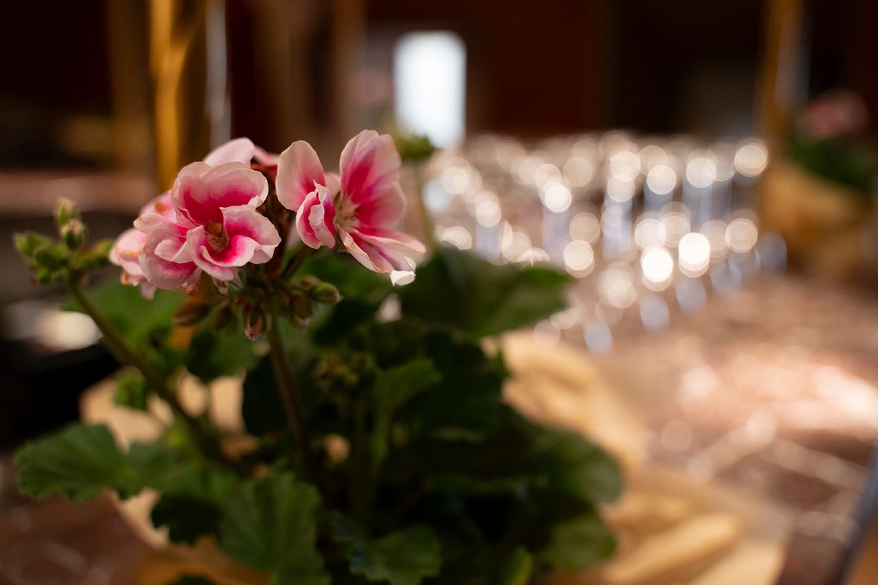 Pink geranium flowers in focus with blurred wine glasses and elegant table setting in warm restaurant ambiance.