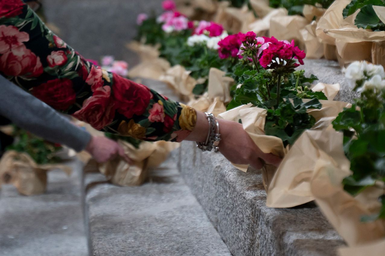 Person placing pink geranium flowers wrapped in brown paper on a stone ledge at La Granja en Flor spring event.