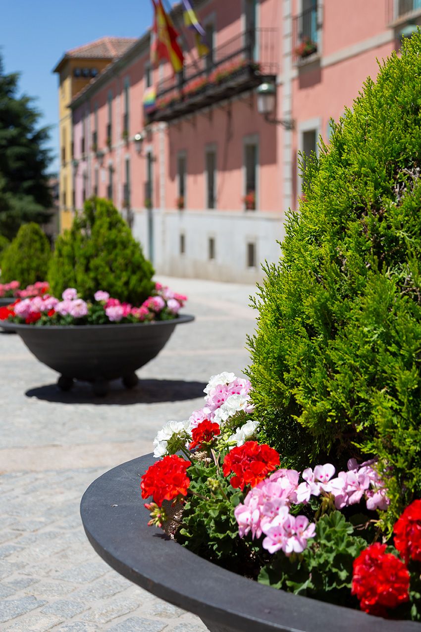 Colorful geraniums in round stone planters line a sunny plaza with a pink building and flags in the background.