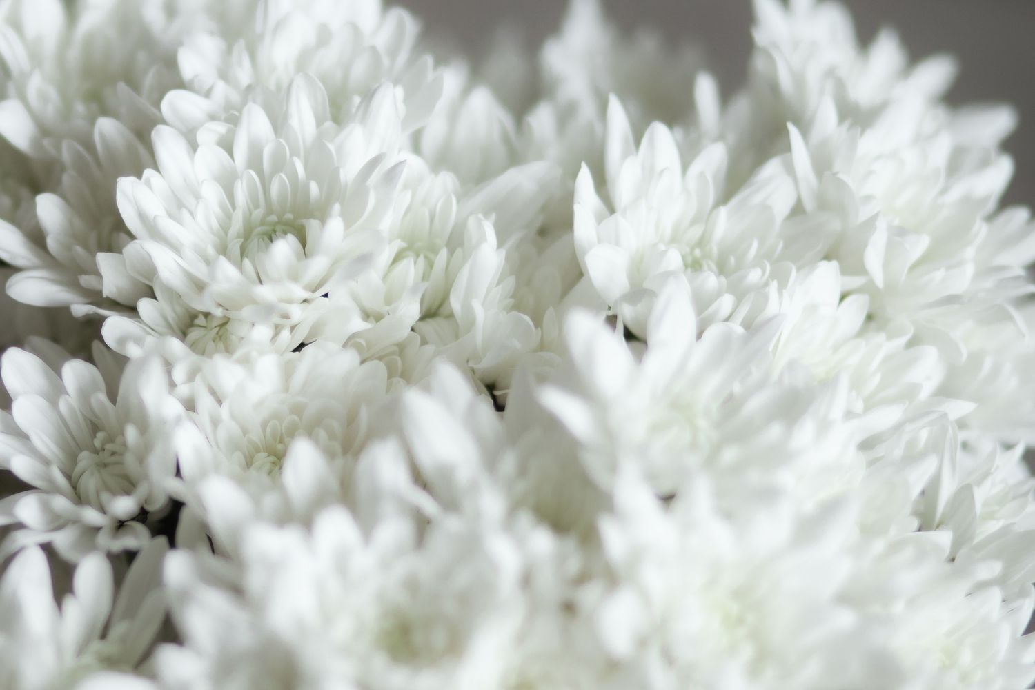 Close up of white bridal flowers.