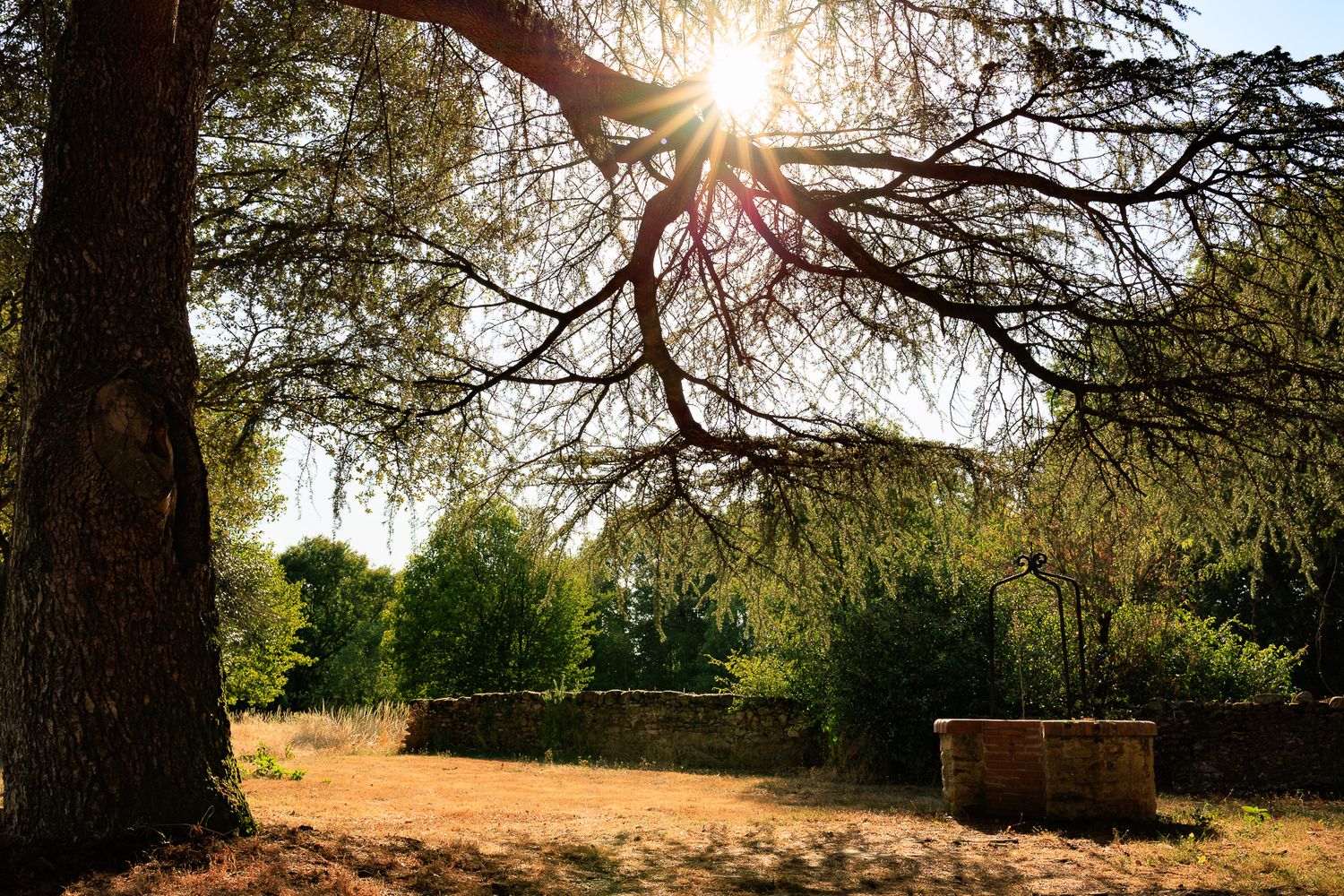 Soleil perçant entre les branches d'un arbre au dessus d'un puit en pierres