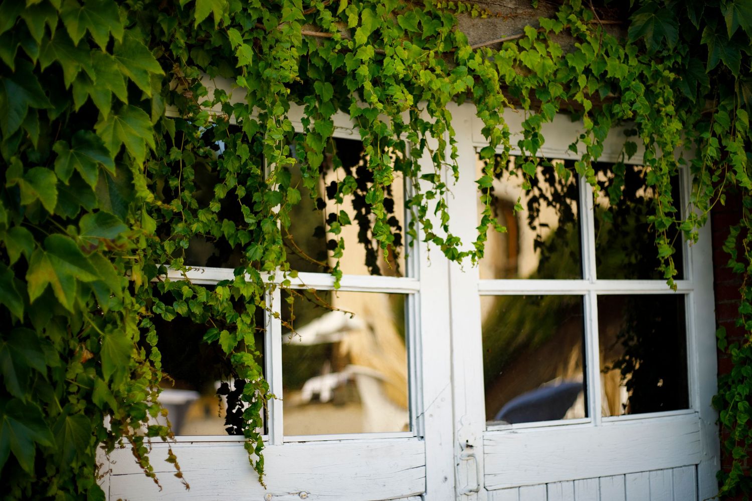 Photographie de la façade d'un domaine de caractère dans le Tarn, une fenêtre à carreaux ancienne entourée d'un lierre grimpant.