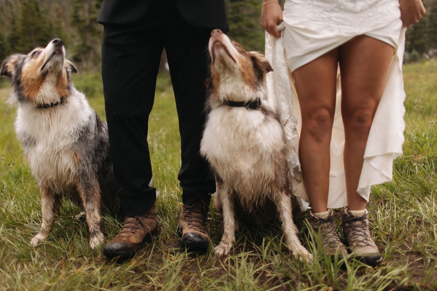Wedding couple's feet shown with their fluffy white dog companions on grassy ground.