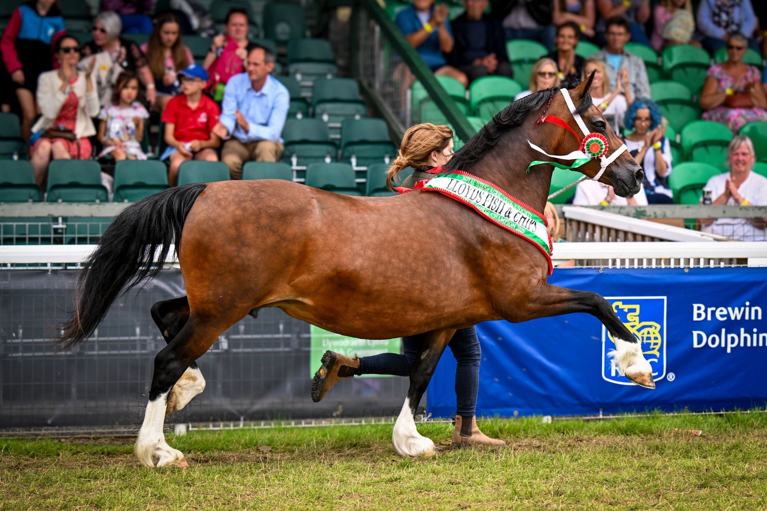 Royal Welsh Photographer