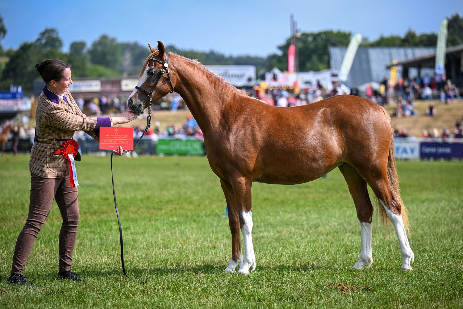 EquinePix Photography
