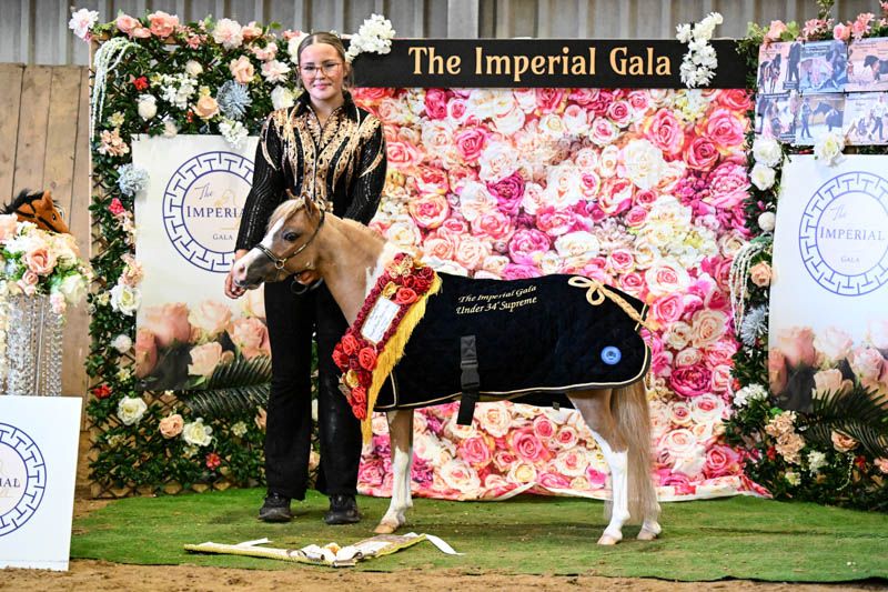 Miniature Horse Show Photography