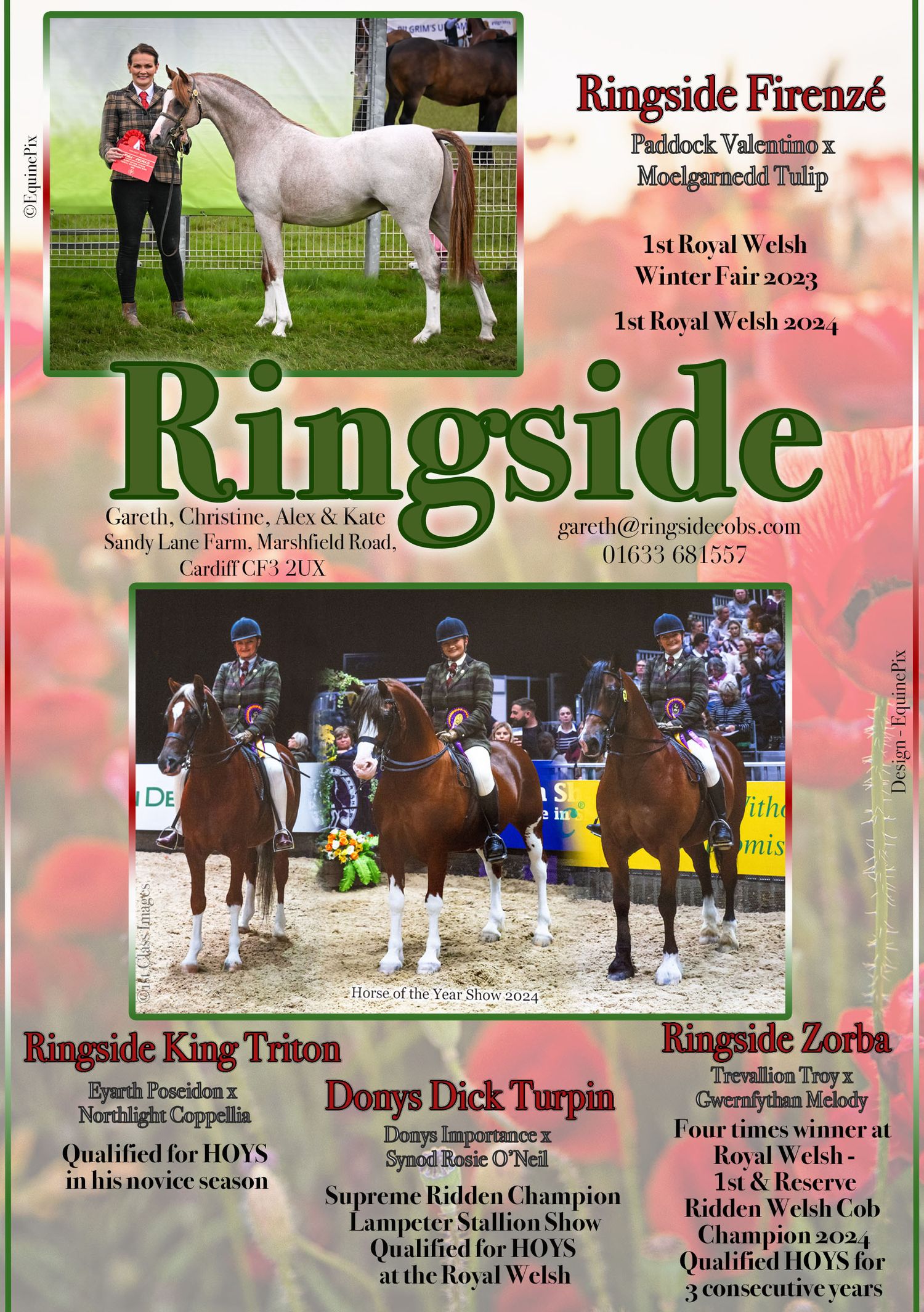 Welsh pony and cob Journal Adverts by EquinePix Photography