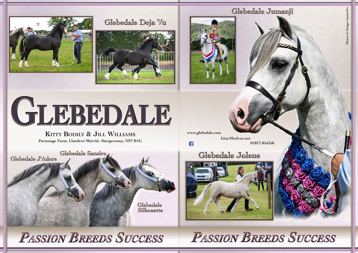 Welsh pony and cob Journal Adverts by EquinePix Photography