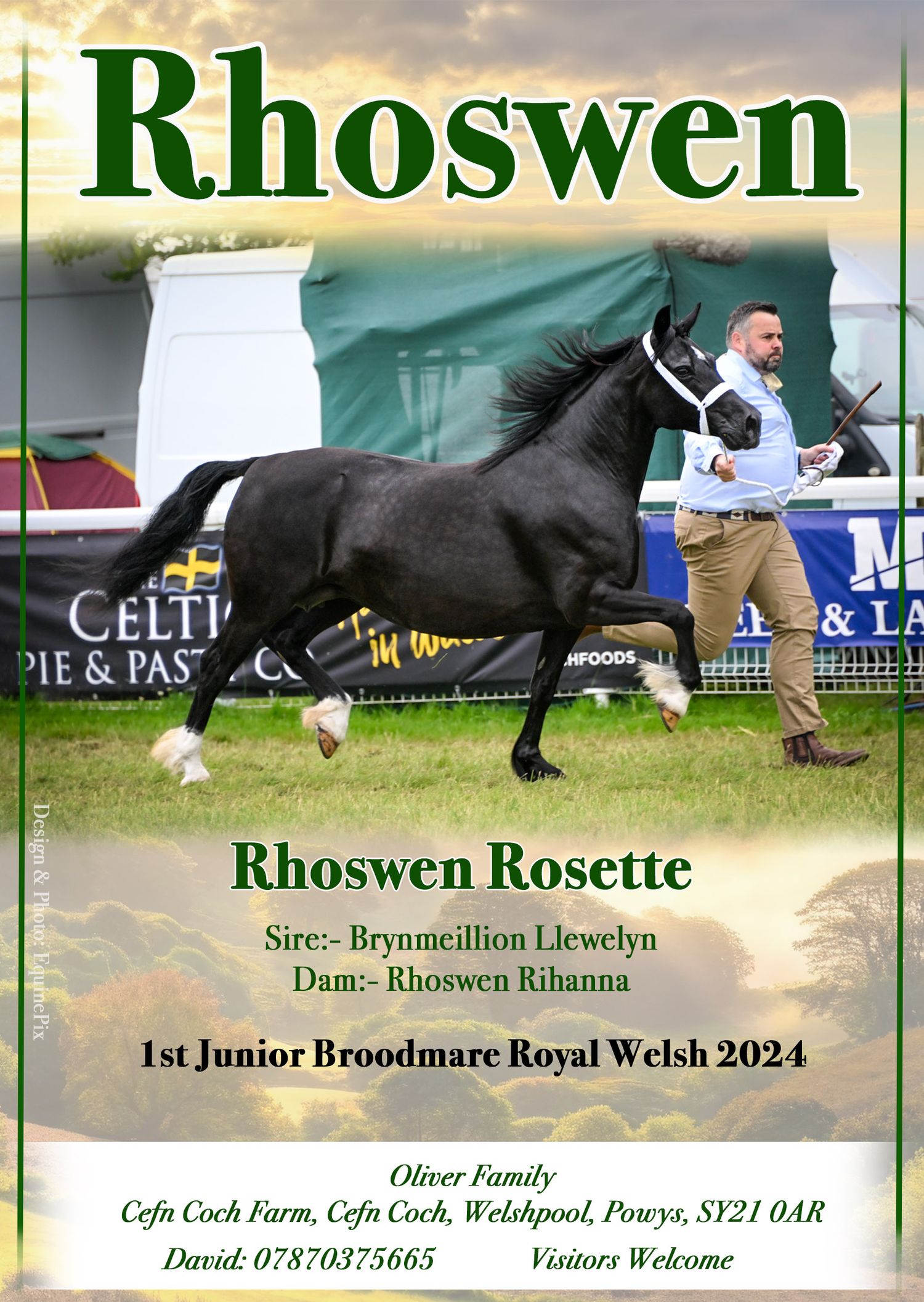 Welsh pony and cob Journal Adverts by EquinePix Photography