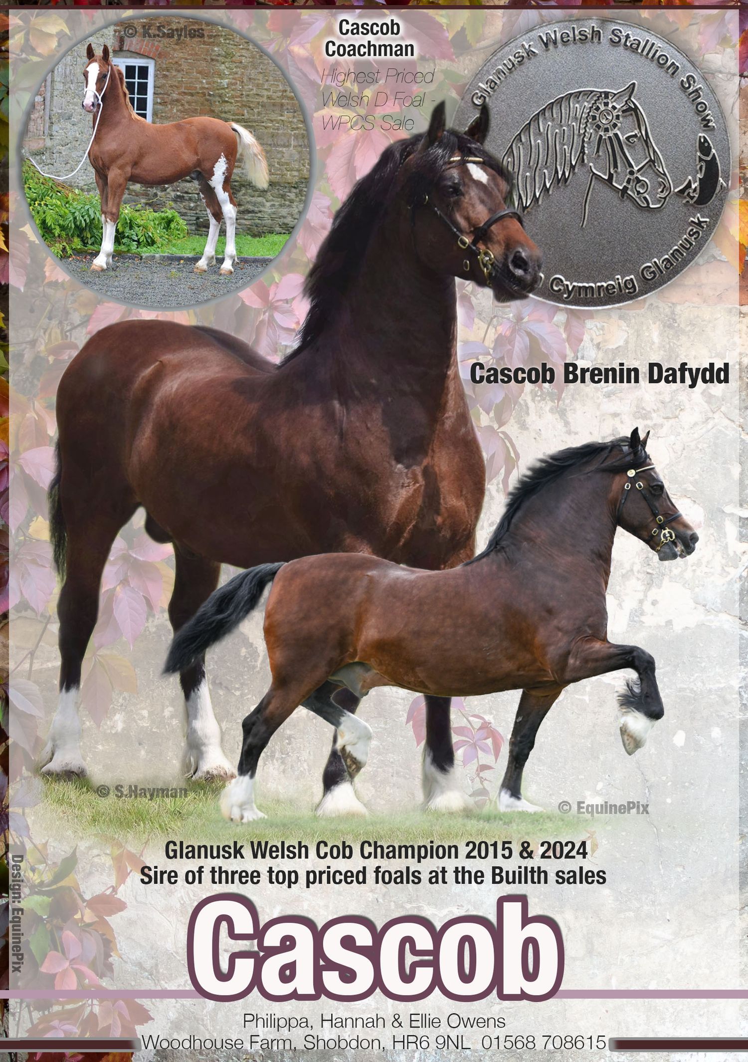 Welsh pony and cob Journal Adverts by EquinePix Photography