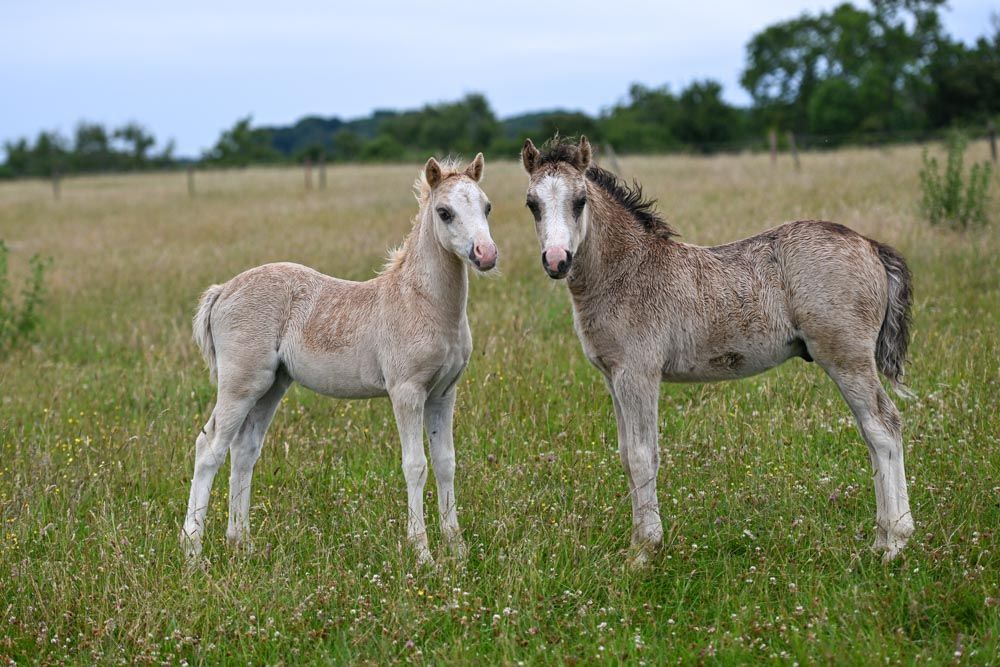 EquinePix Photography
