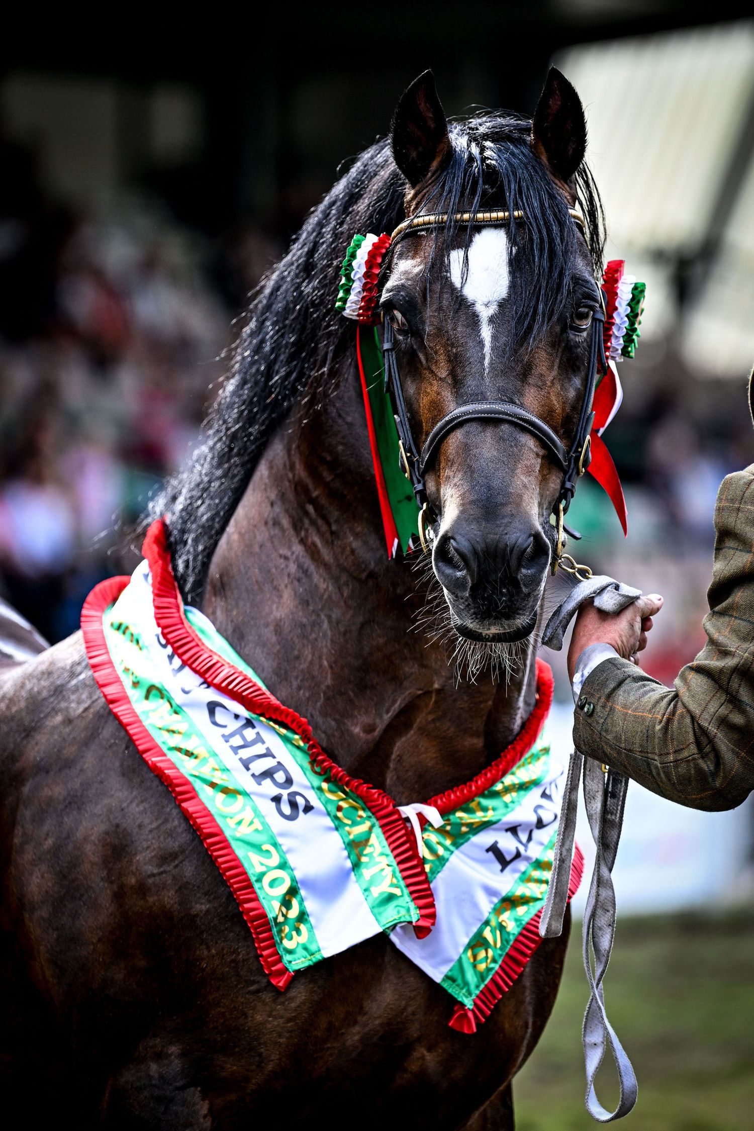 EquinePix Photography RWAS Photographer
