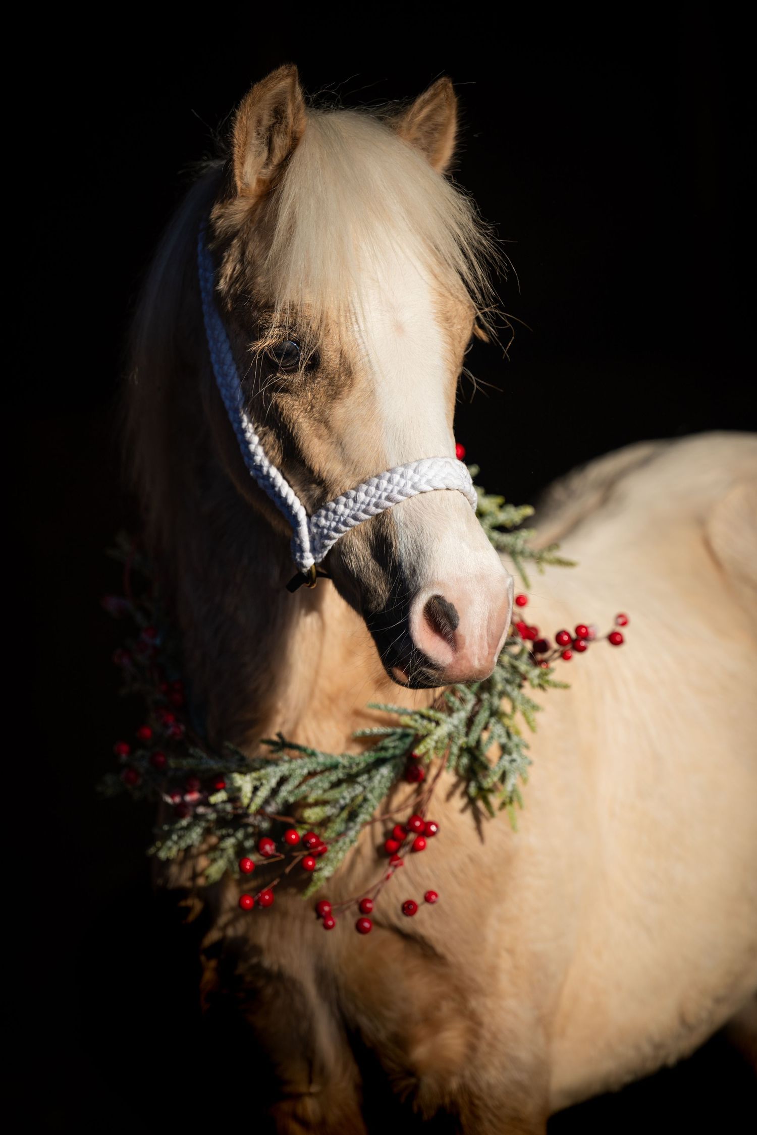 EquinePix Photography Equestrian Photographer Based in Herefordshire events covered throughout Wales and England
