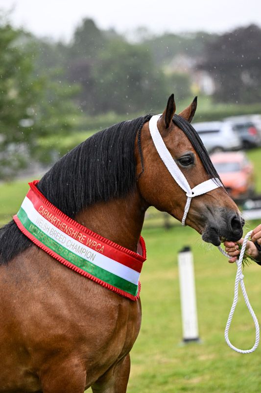 Carmarthenshire Welsh Pony and Cob Show Photographer