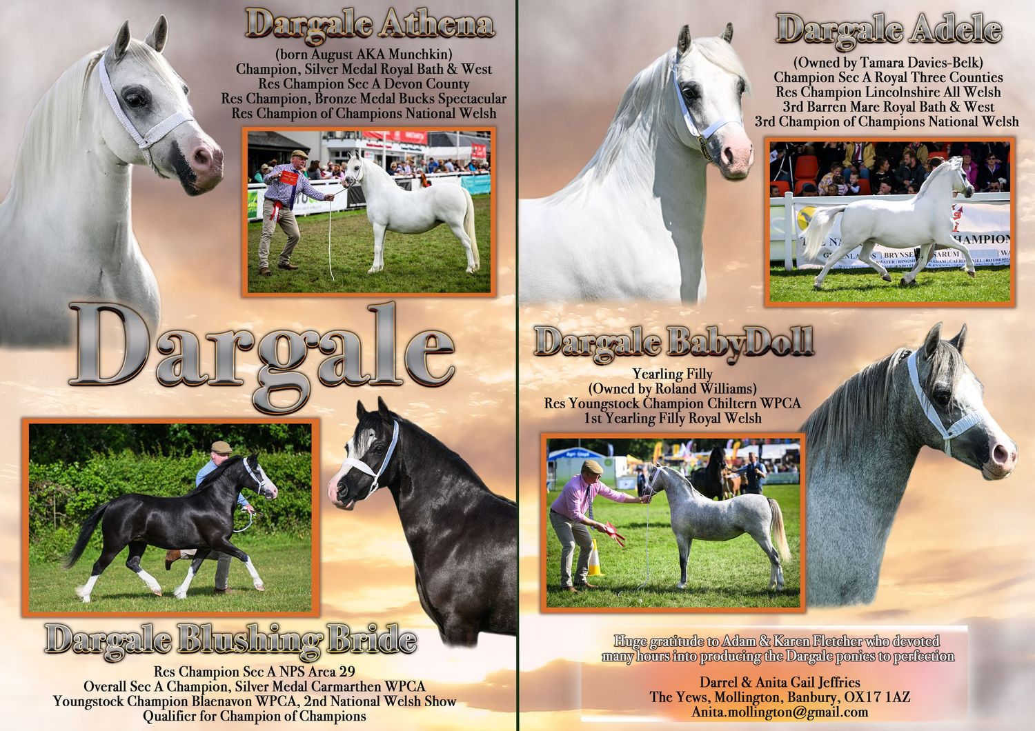 Welsh pony and cob Journal Adverts by EquinePix Photography