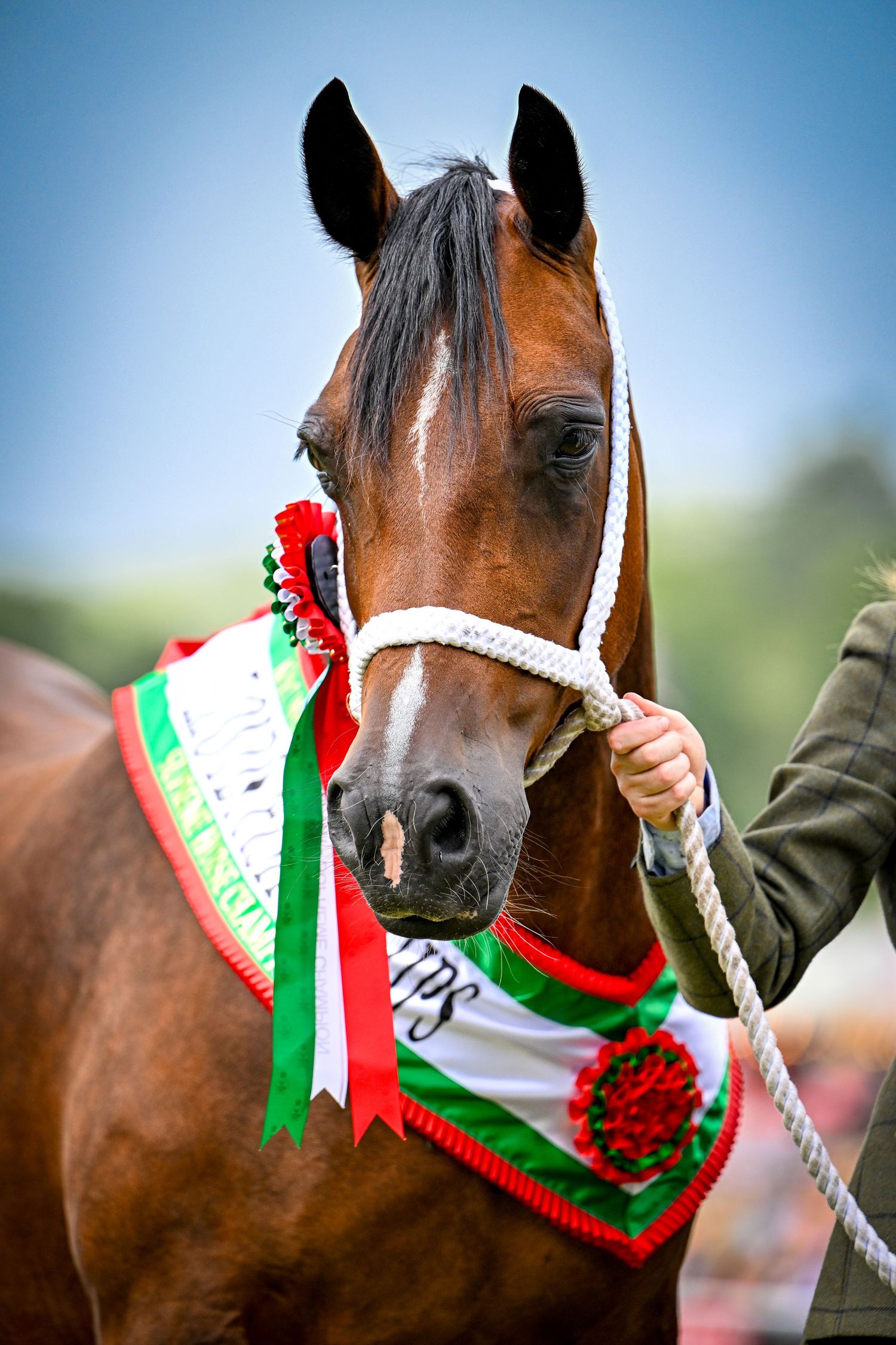 Royal Welsh Photographer