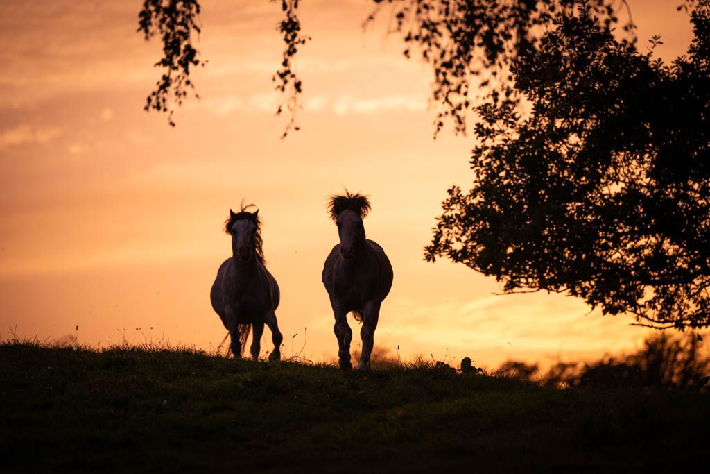 EquinePix Photography