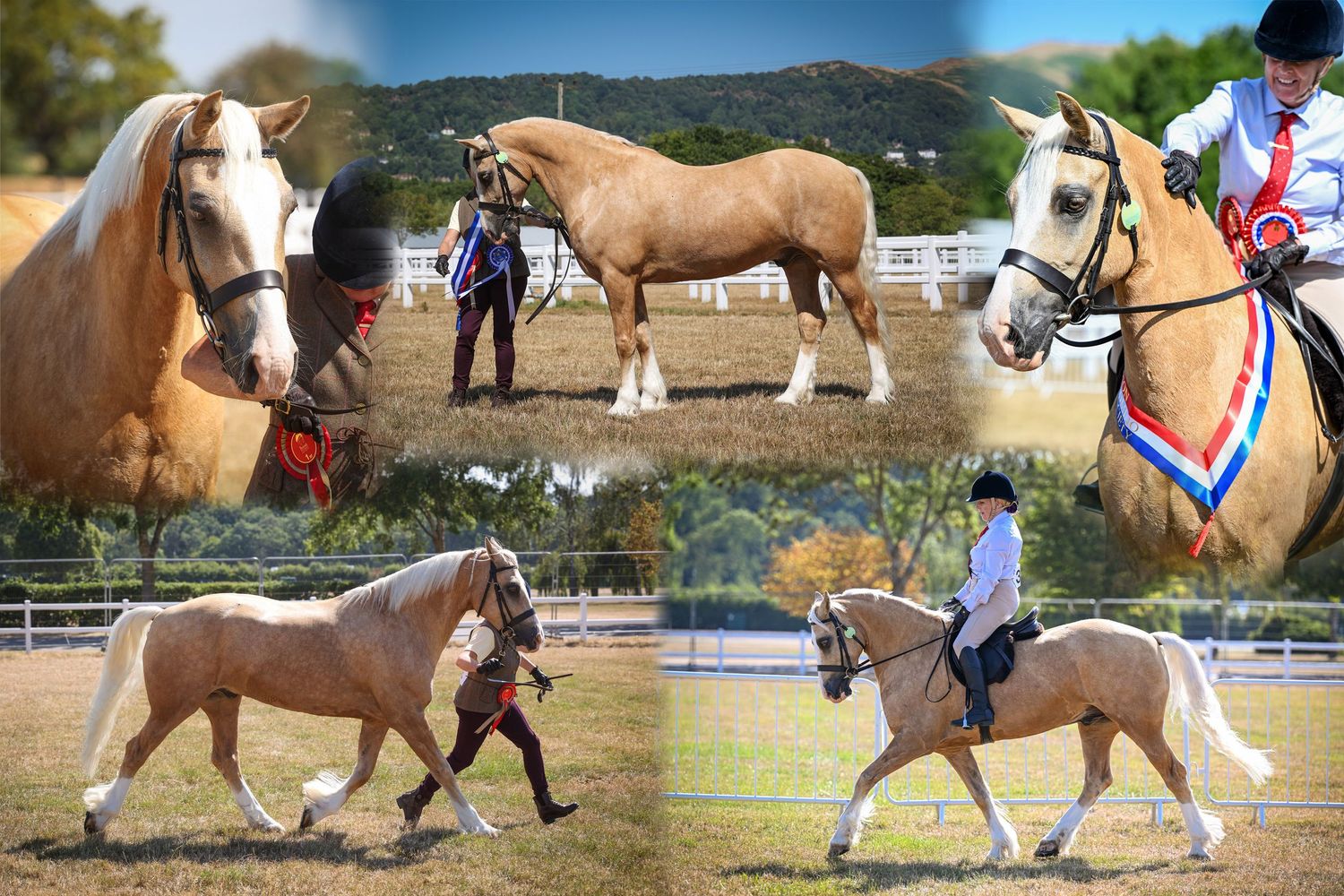 EquinePix Photography Equestrian Photographer Based in Herefordshire events covered throughout Wales and England