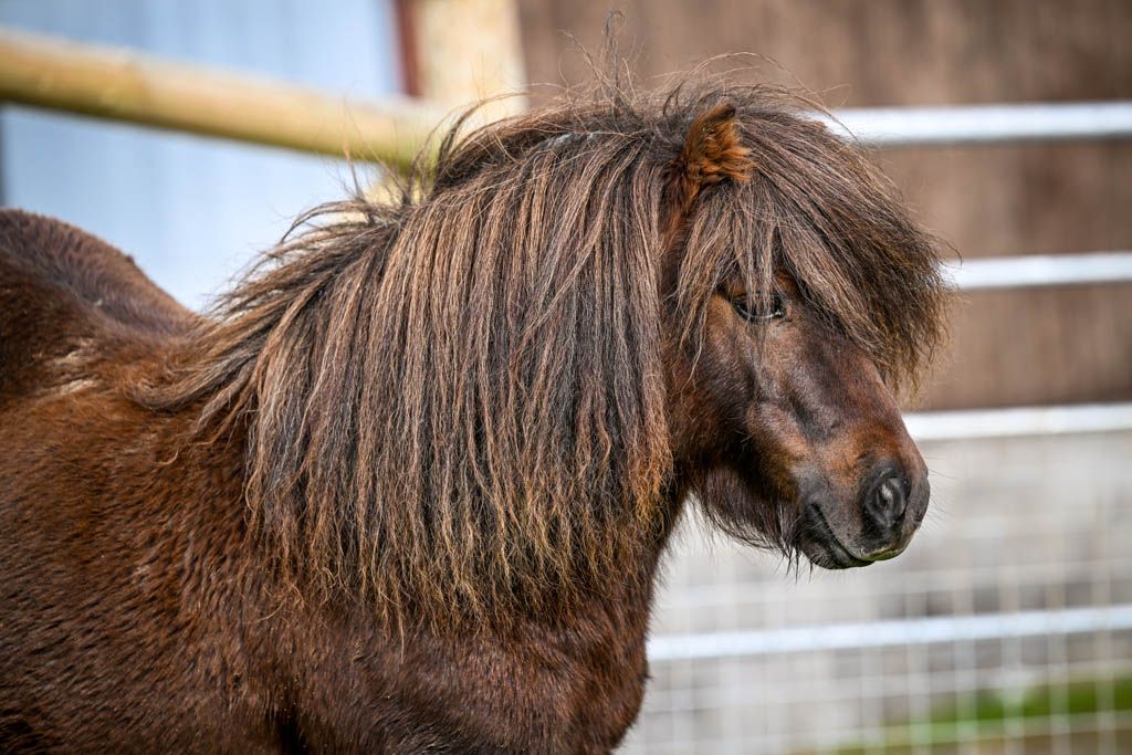 Stud photography by Equinepix