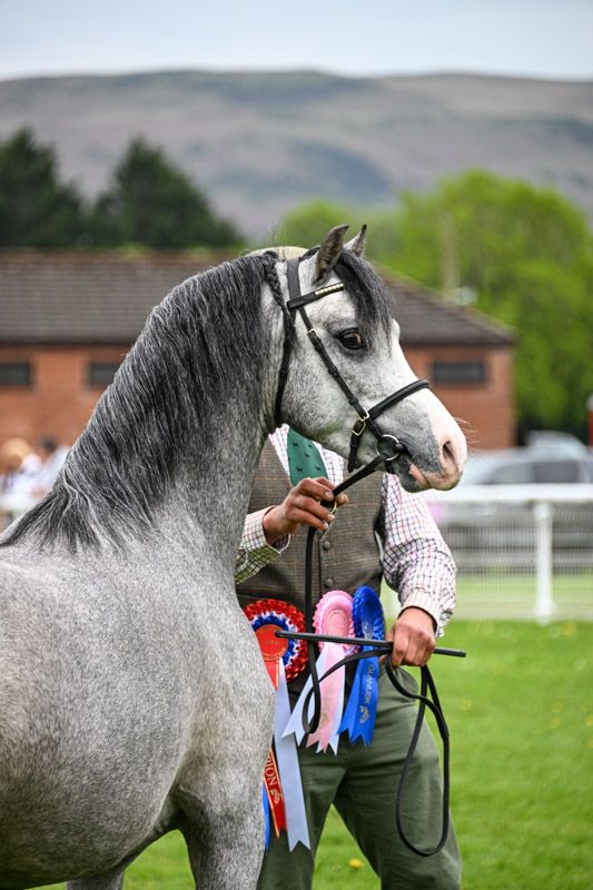 Glanusk Stallion Show Photographer