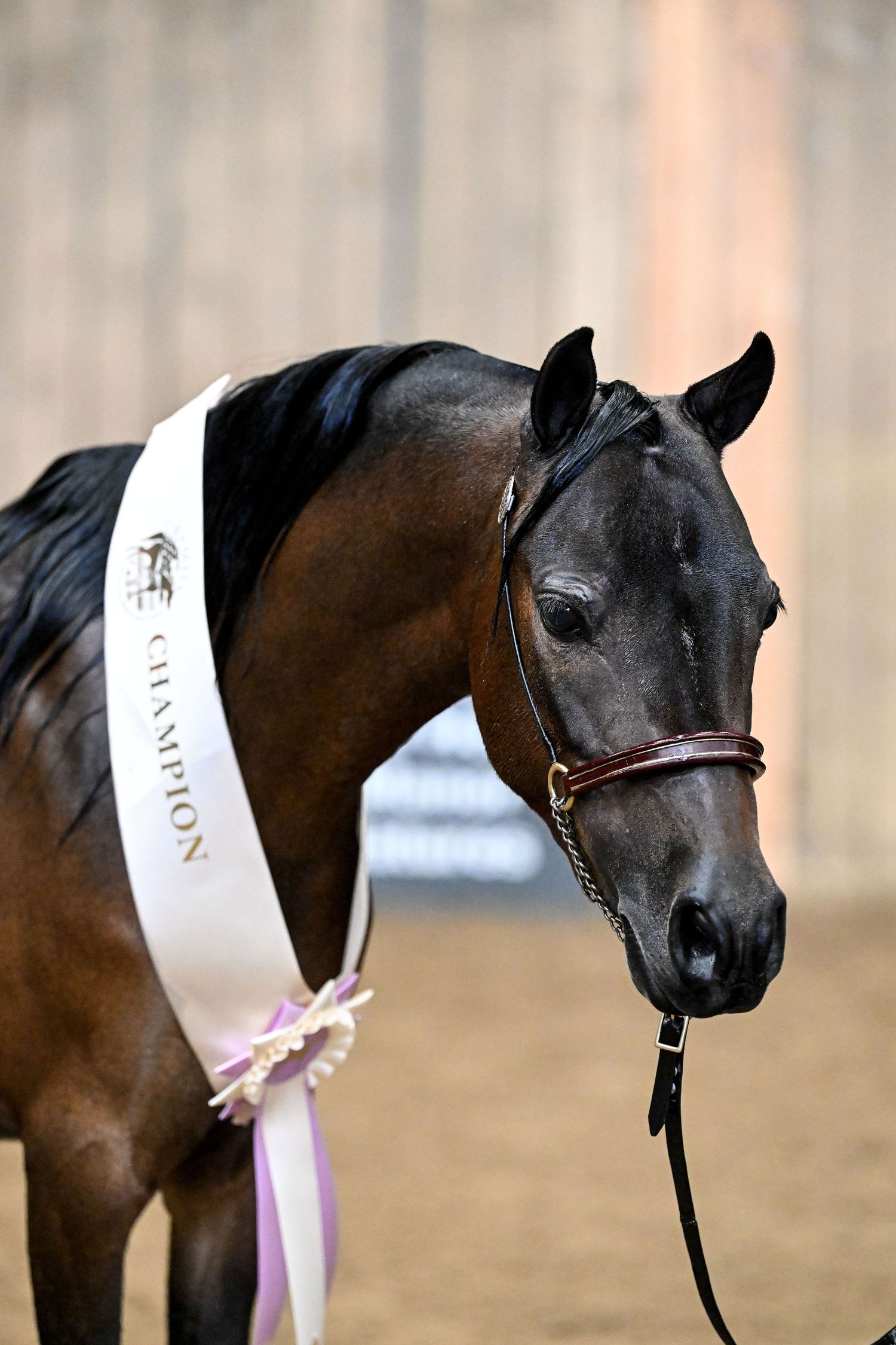 UKAMHS Horse Show Photographer