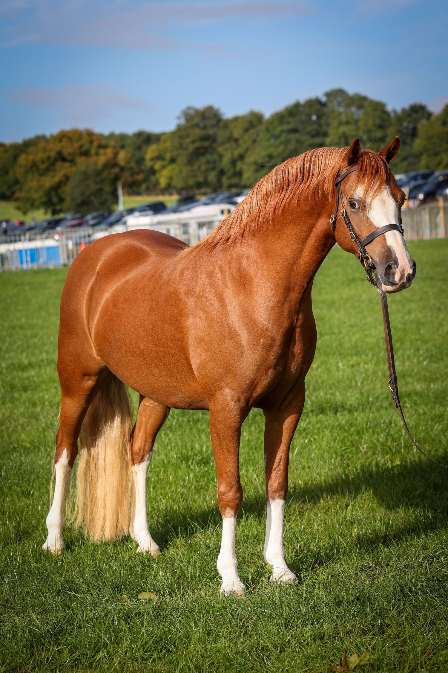EquinePix Photography Equestrian Photographer Based in Herefordshire events covered throughout Wales and England