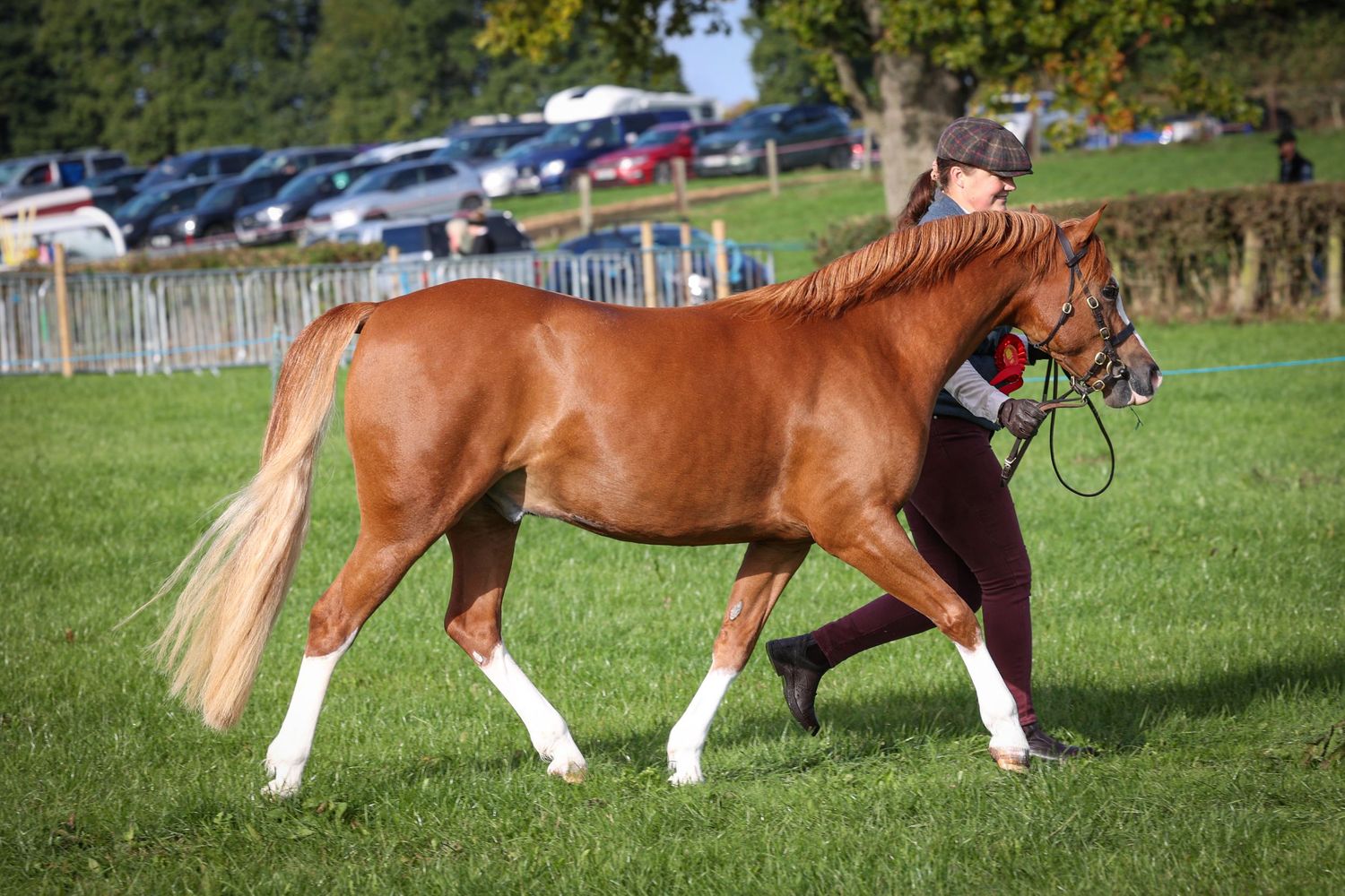 EquinePix Photography