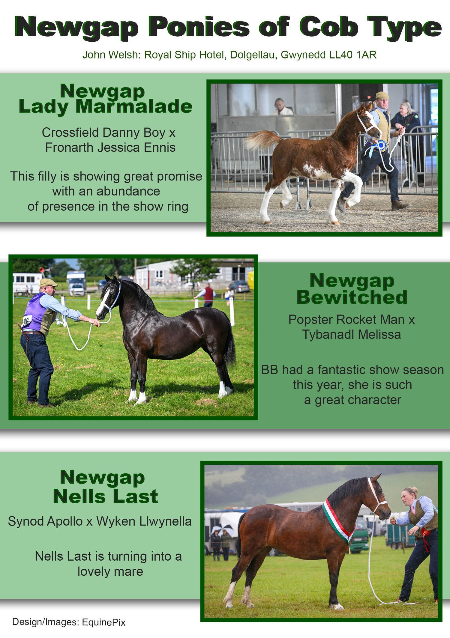 Welsh pony and cob Journal Adverts by EquinePix Photography