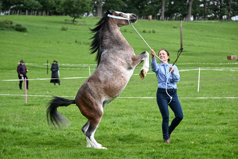 Severn Valley Show Photographer Welsh Pony and Cobs