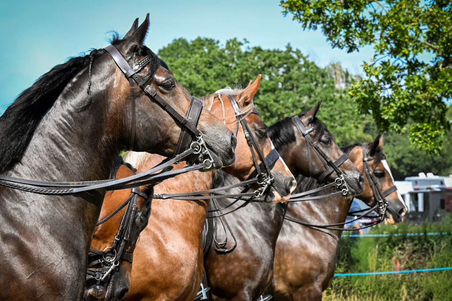 EquinePix Photography Denbigh Flint Photographer