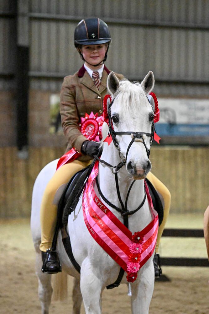 Glamorgan Welsh Pony and Cob Show Photographer