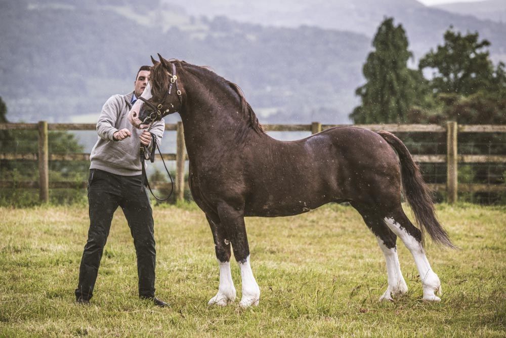 Stud photography by Equinepix