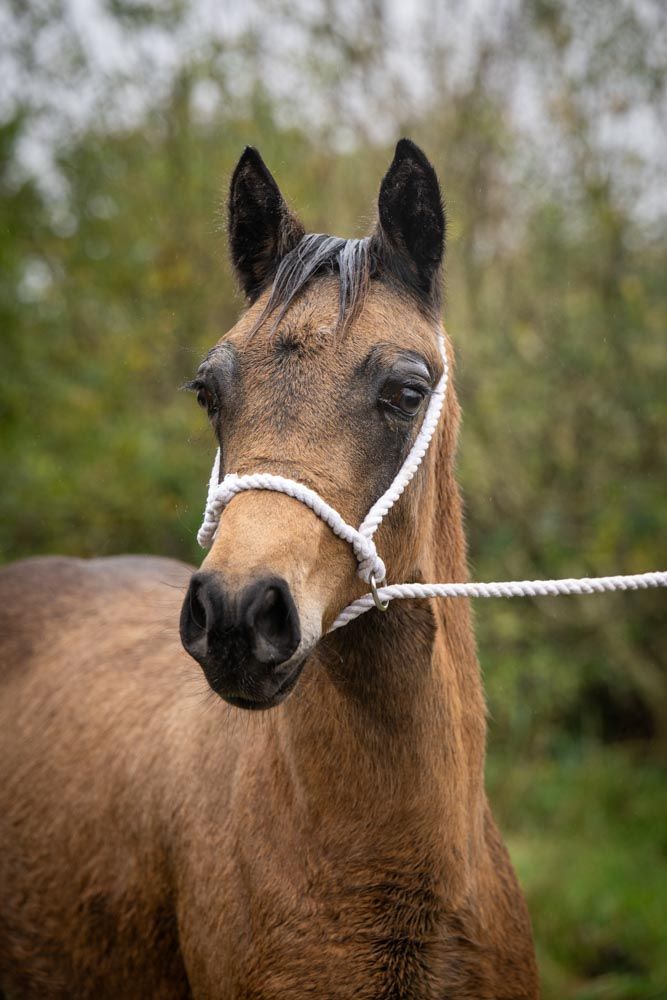 Stud photography by Equinepix