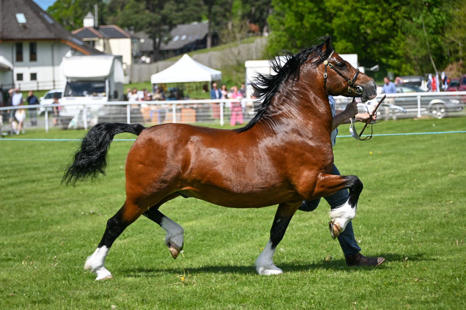 EquinePix Photography Glanusk Photographer