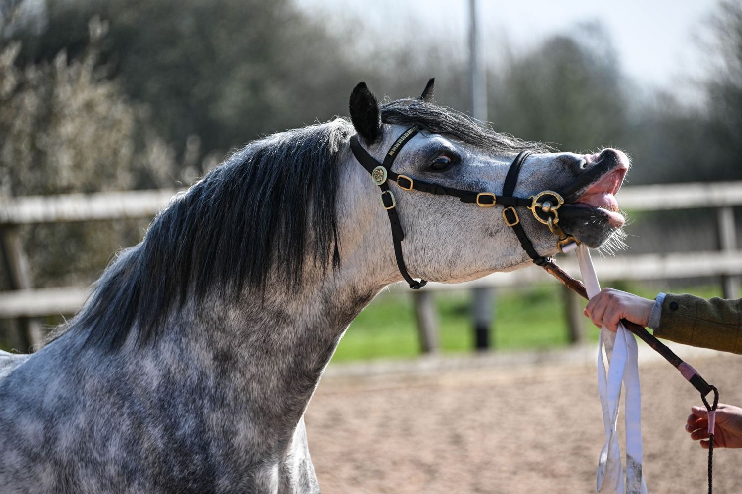 Severn Valley Welsh Pony and Cob Show Photographer 2026