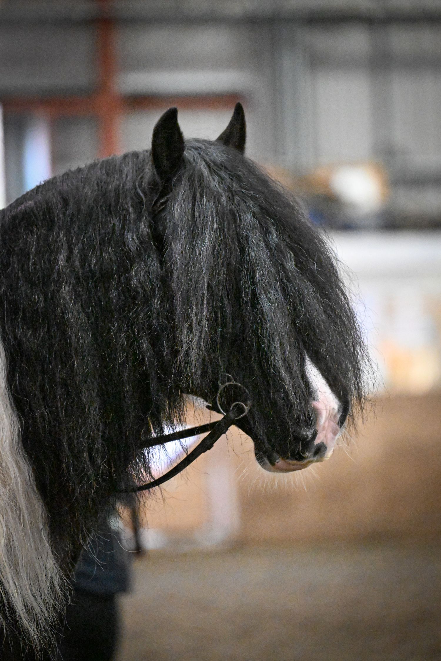 EquinePix Photography Photographer