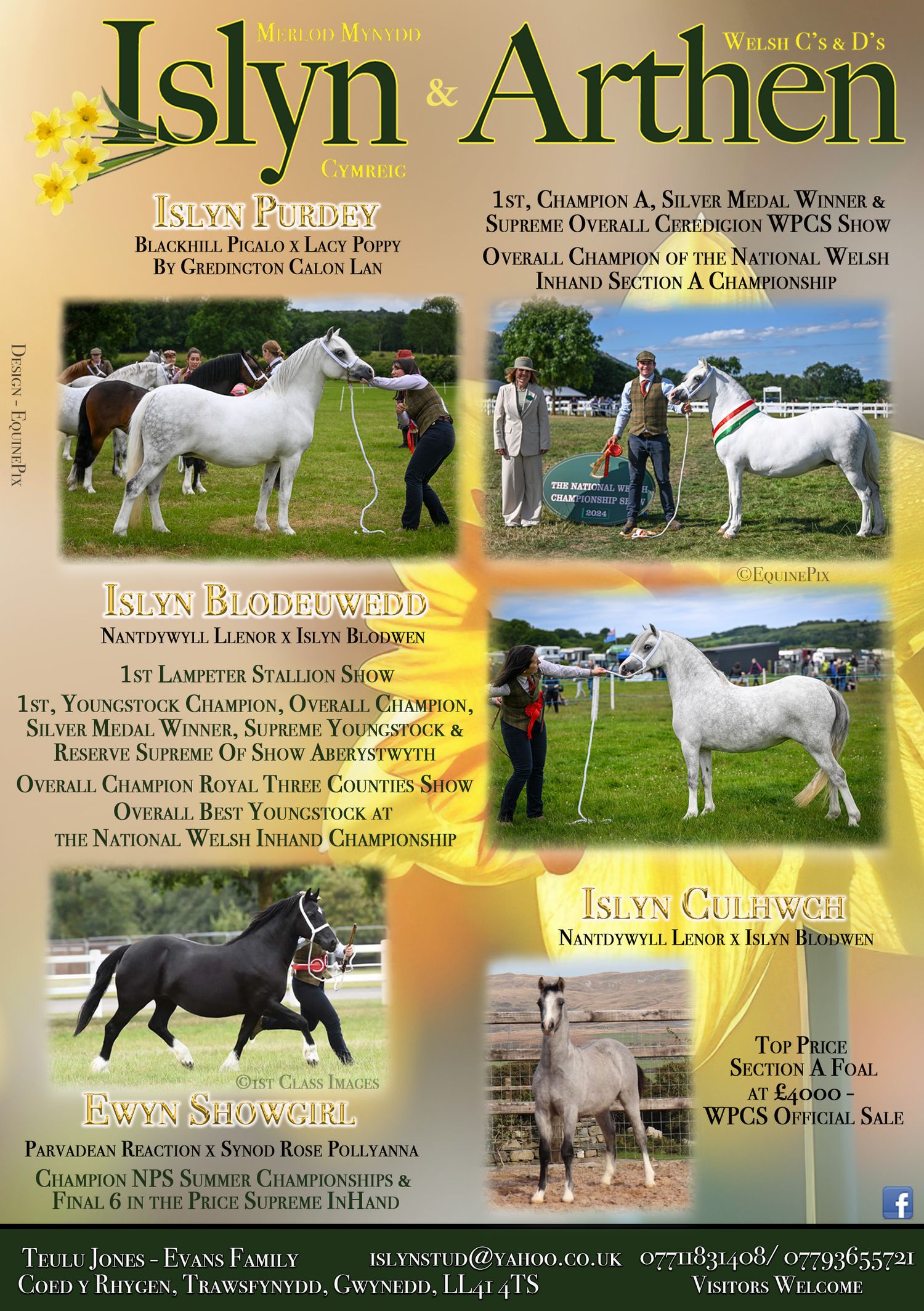 Welsh pony and cob Journal Adverts by EquinePix Photography